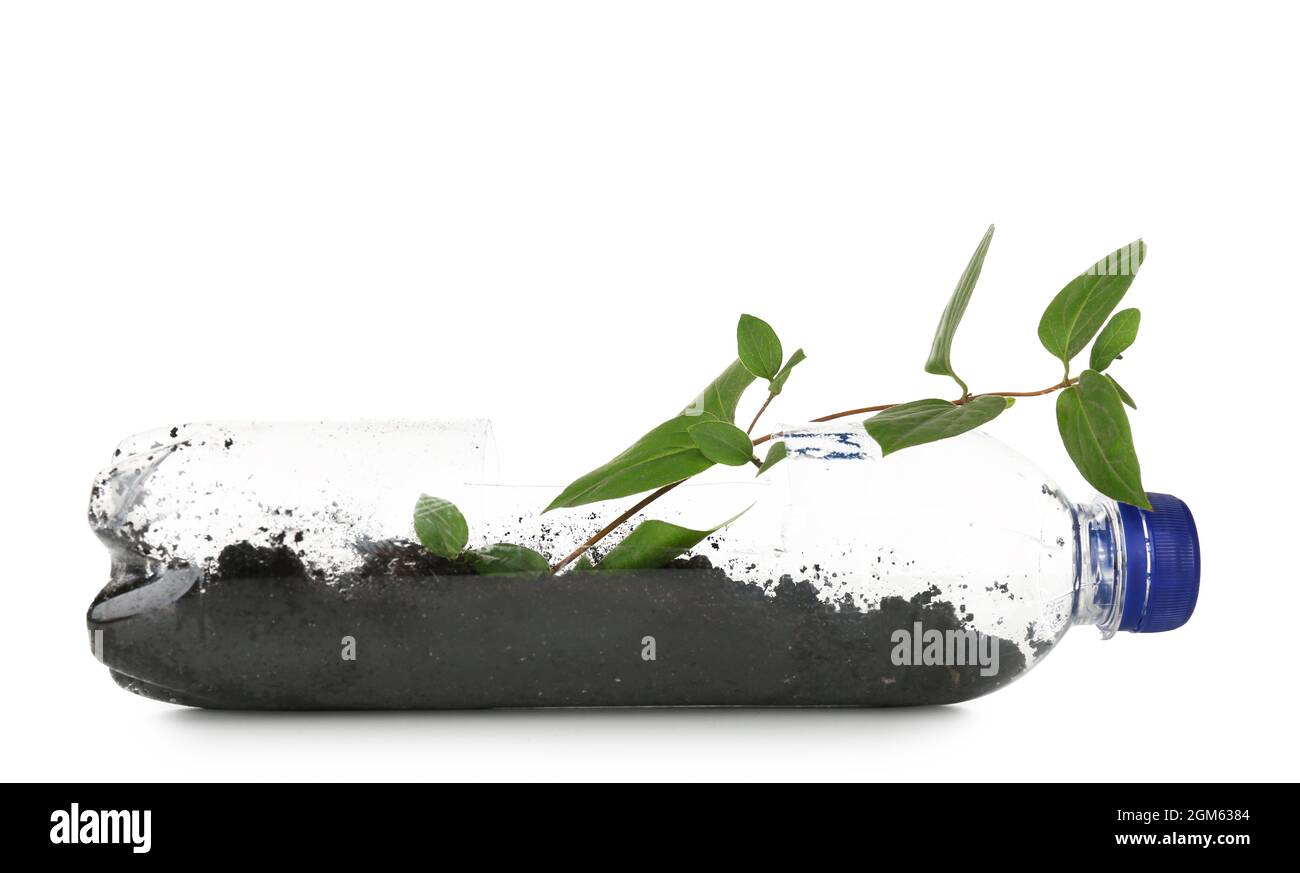 Plastic bottle used as container for growing plant on white background
