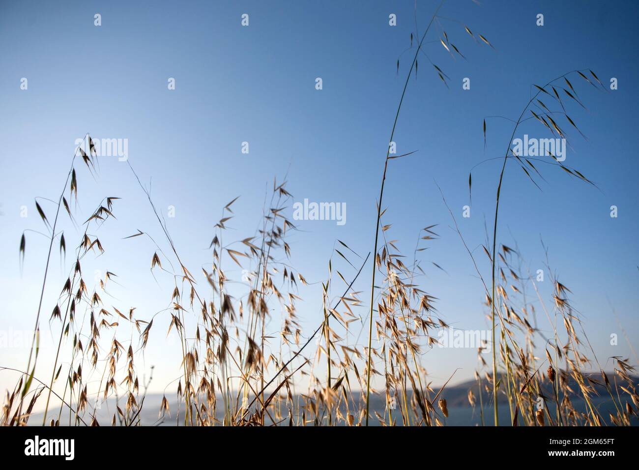 Dry Weeds High Resolution Stock Photography and Images - Alamy