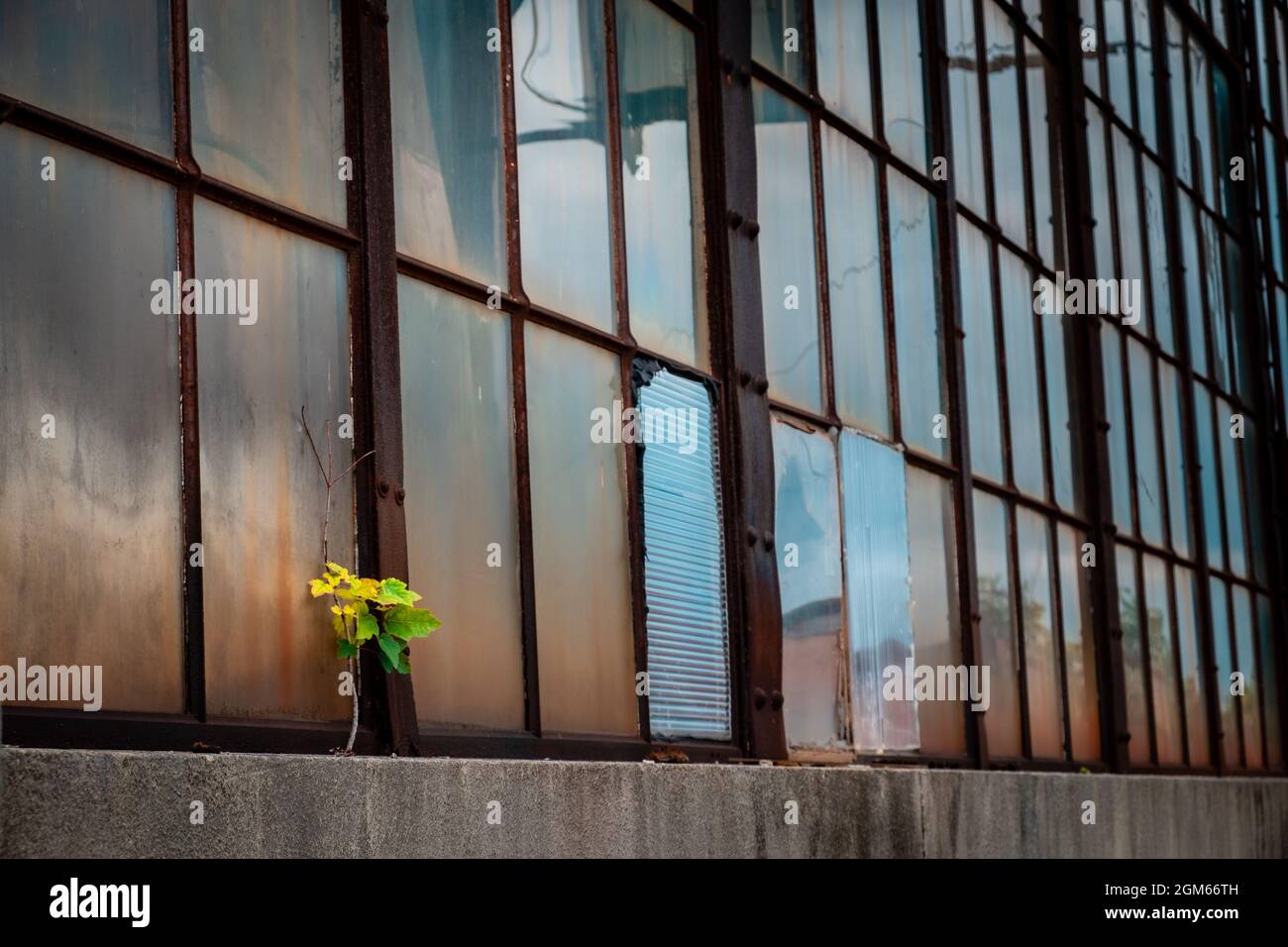 Tiny maple tree seedling growing from window sill of abandoned factory ...