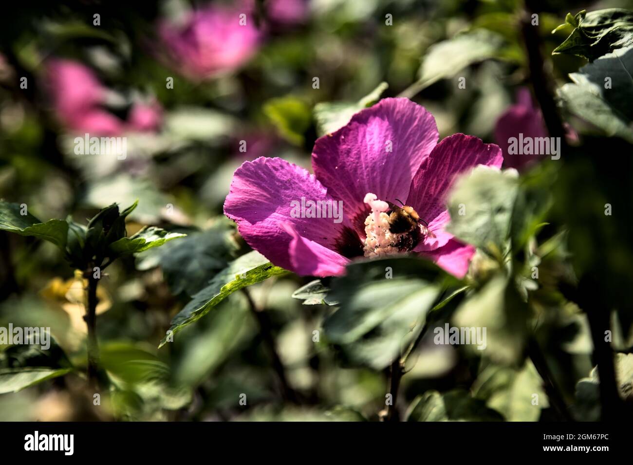 Pink and purple hibiscus in bloom seen up close Stock Photo