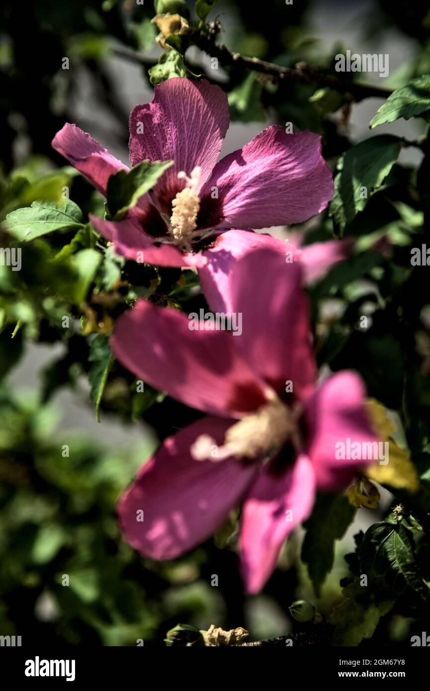Pink and purple hibiscus in bloom seen up close Stock Photo