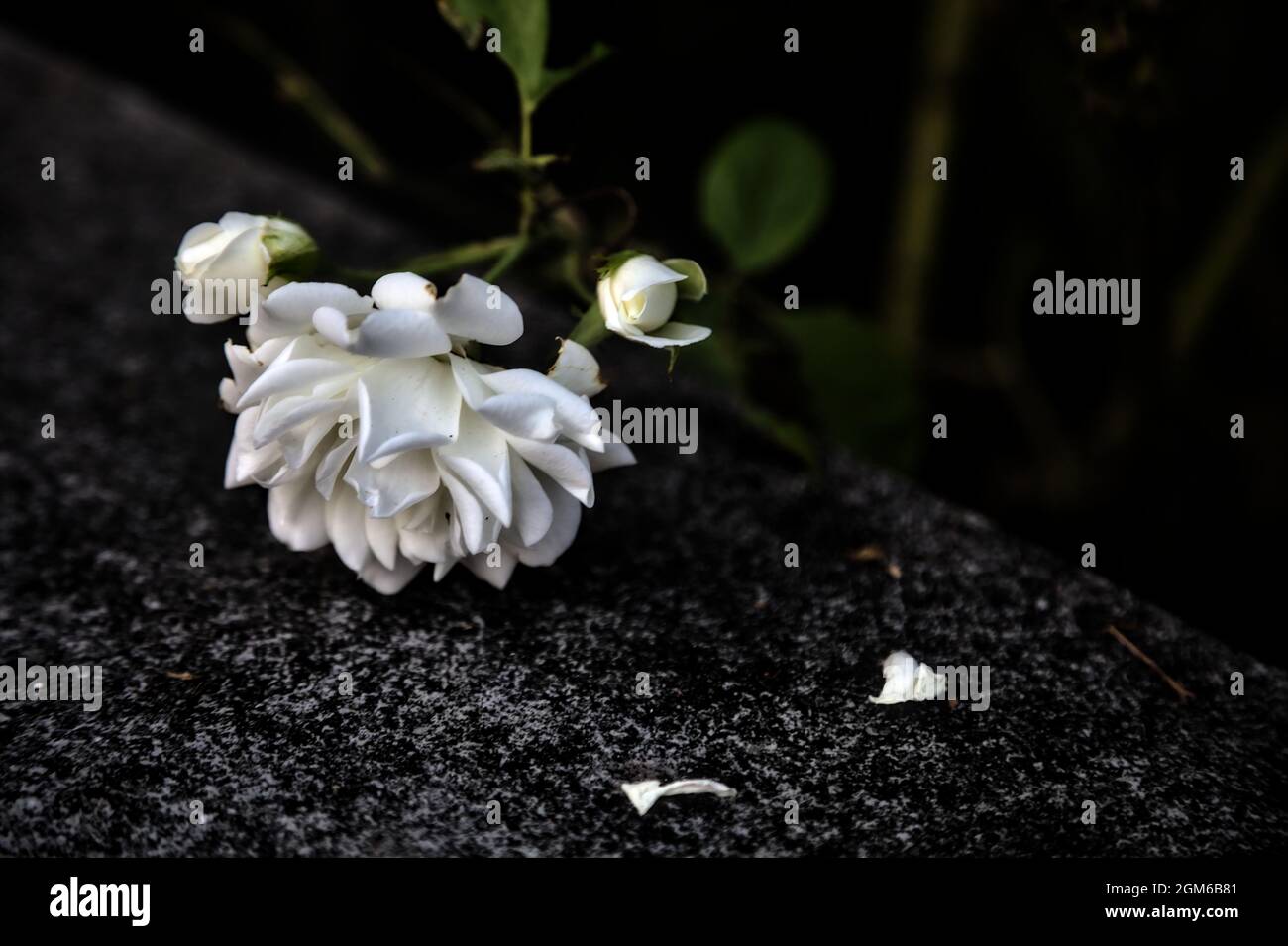 White ground cover rose lying on a wall seen up close Stock Photo