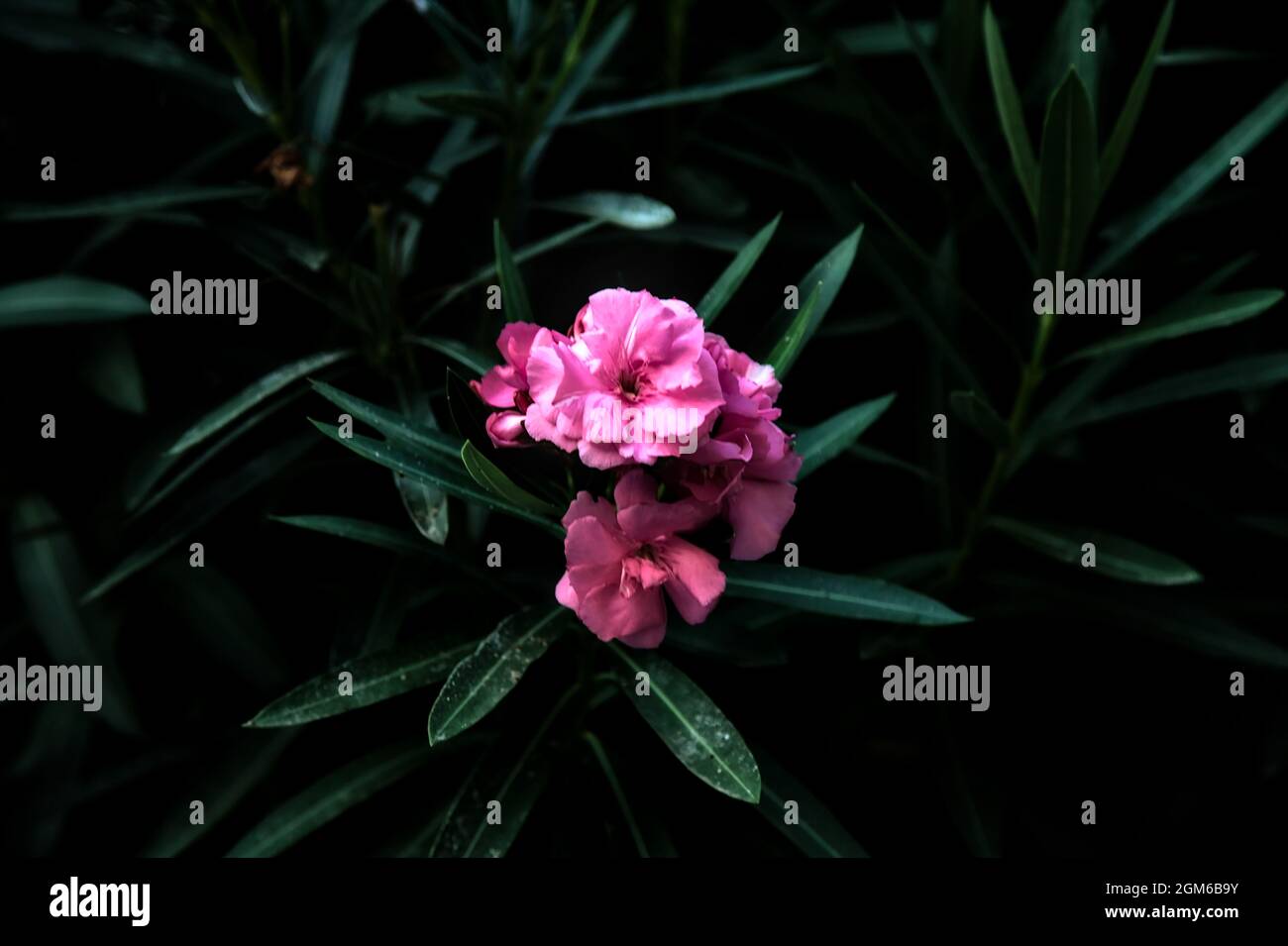 Pink oleander in bloom seen up close Stock Photo