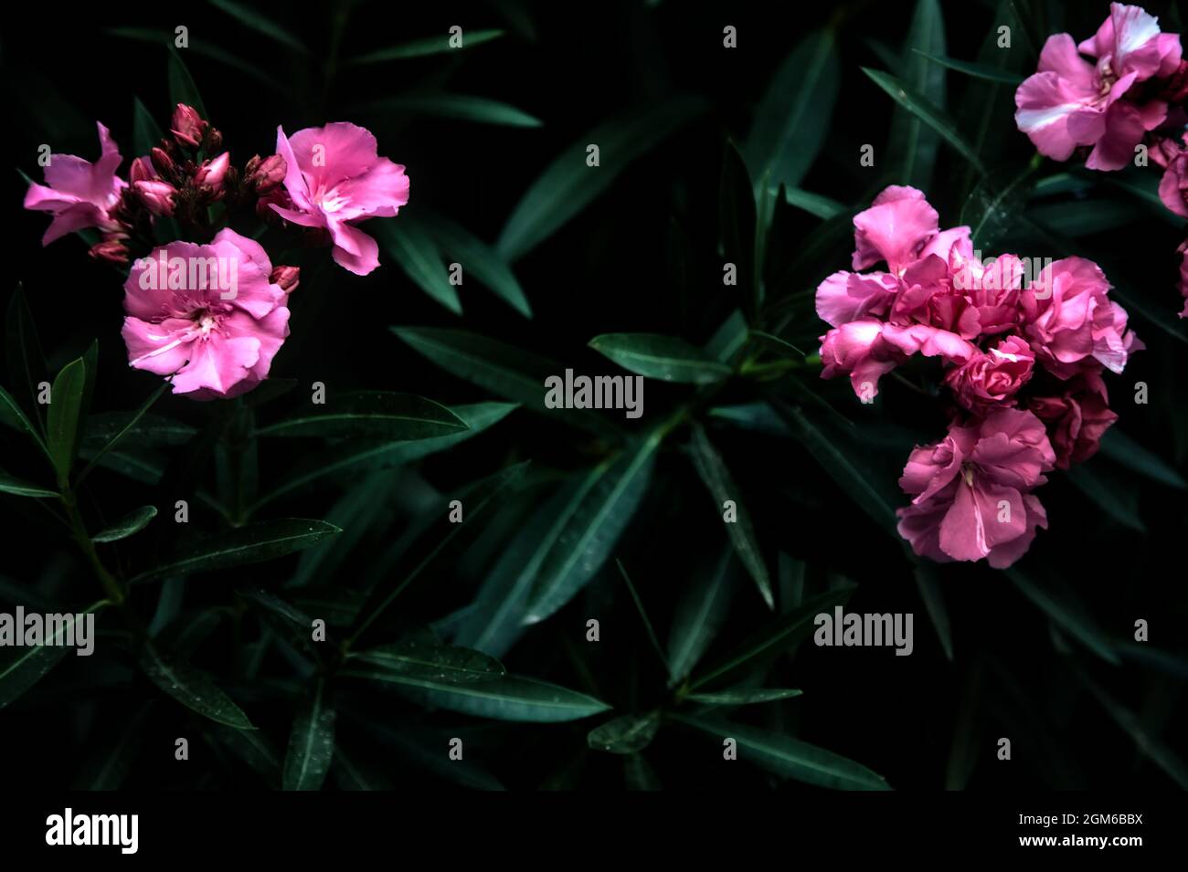 Pink oleander in bloom seen up close Stock Photo