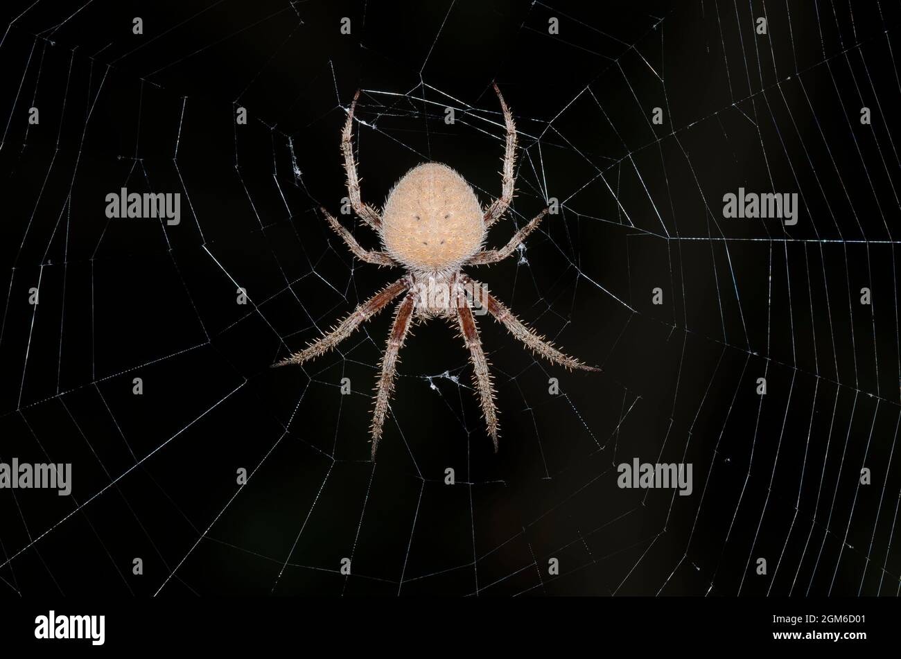 Neoscona Spotted Orb Weaver, Neoscona crucifera. Photographed at night Stock ...