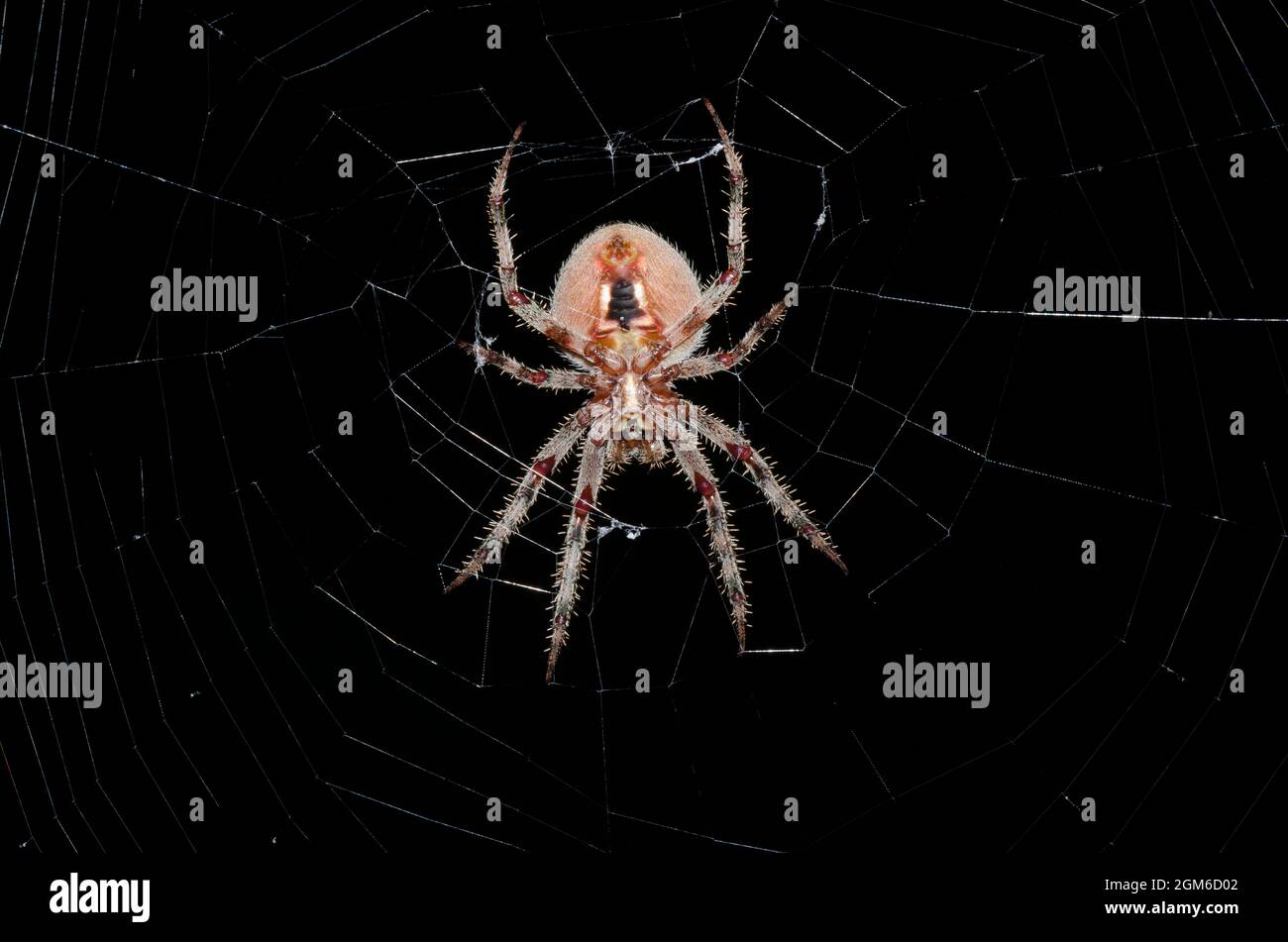 Neoscona Spotted orb weaver spider hi-res stock photography and images - Alamy
