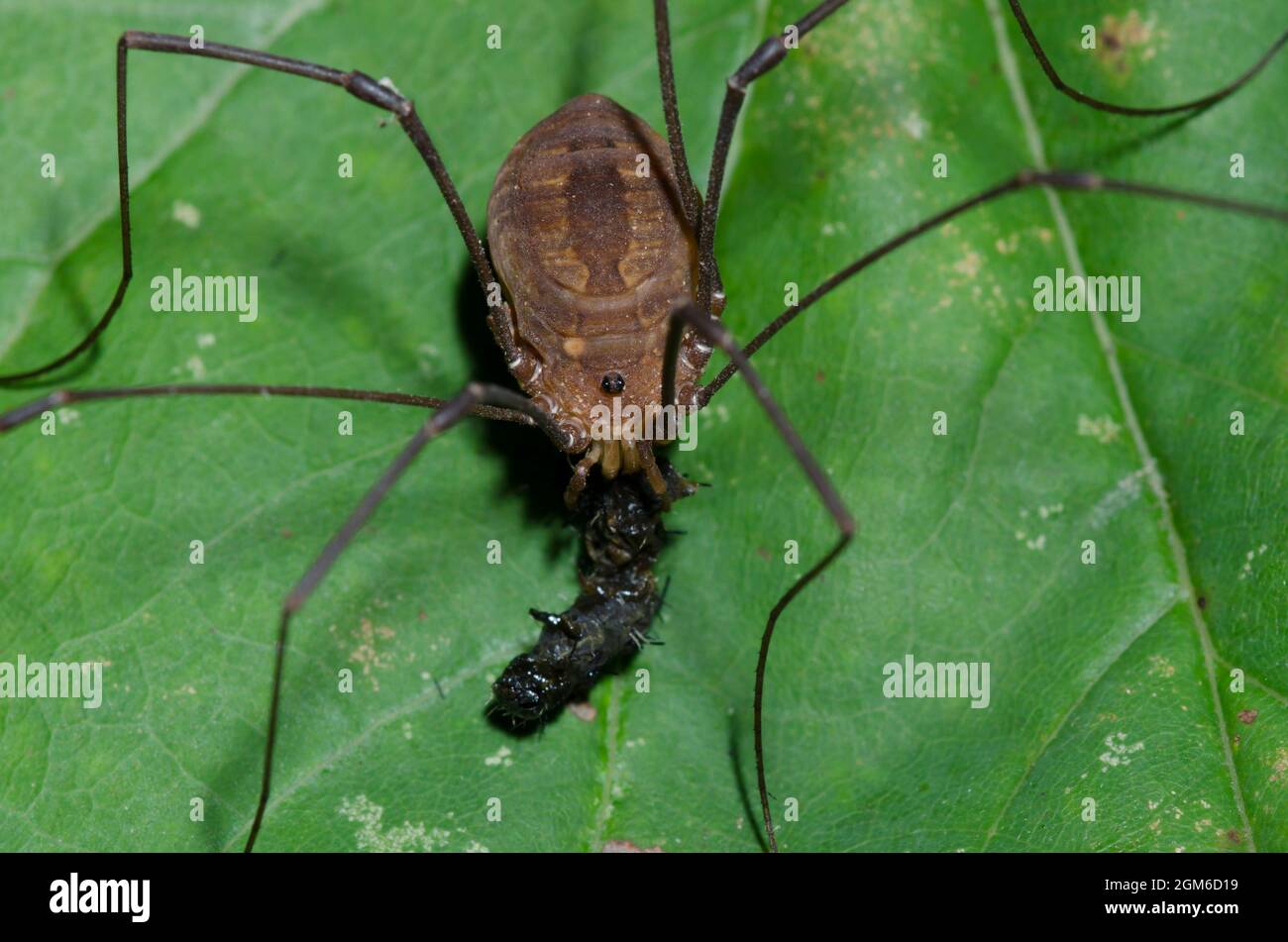 Harvestman, Order Opiliones, feeding Stock Photo