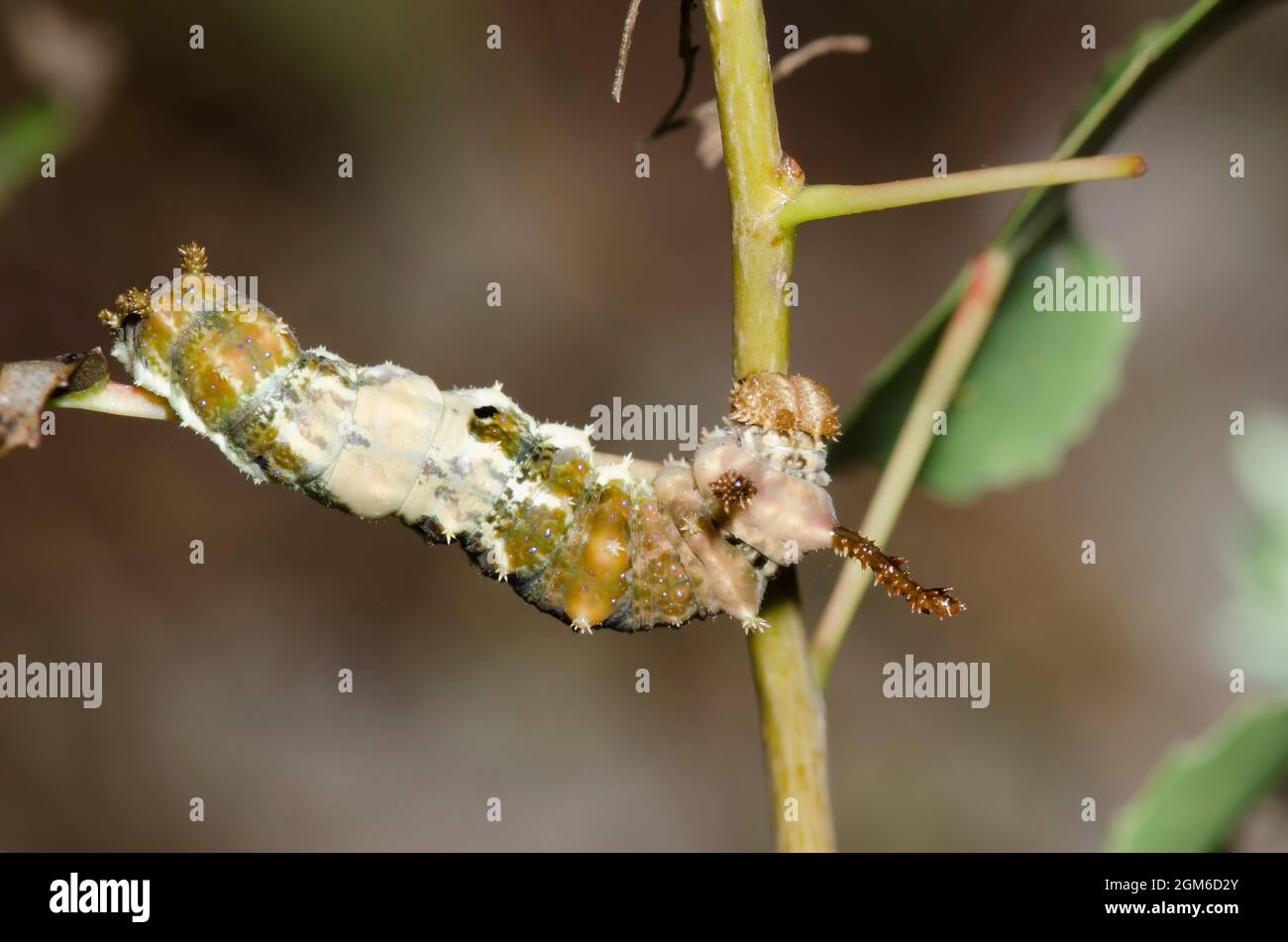 Viceroy, Limenitis archippus, larva on Cottonwood, Populus deltoides Stock Photo