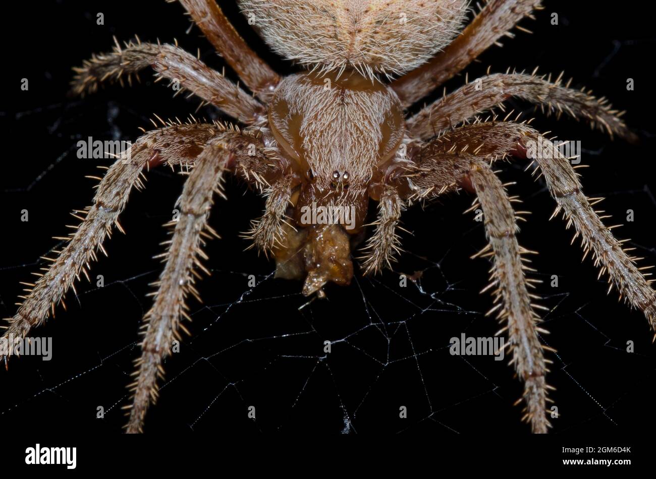 Neoscona Spotted Orb Weaver, Neoscona crucifera, with prey. Photographed at ...