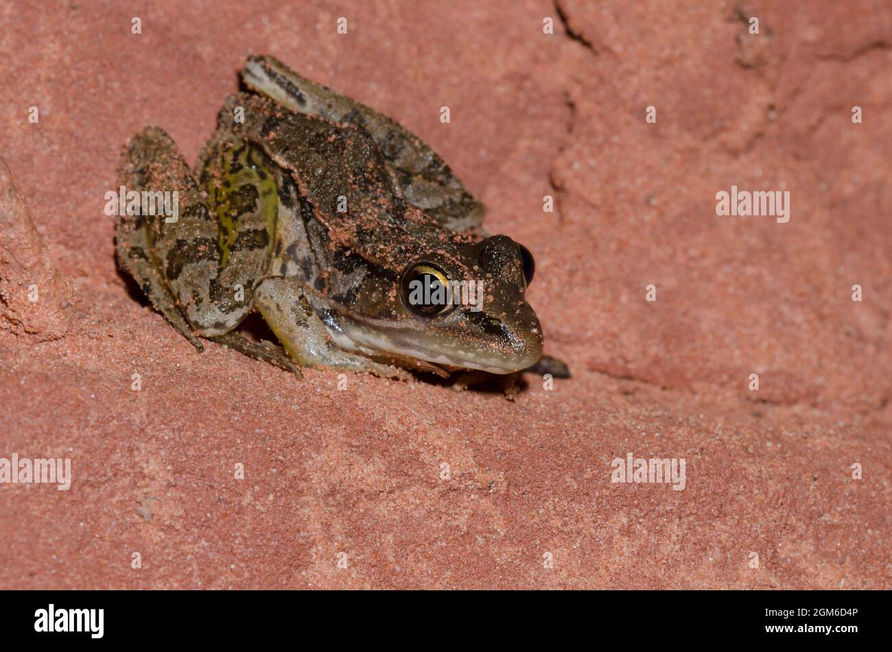 Southern Leopard Frog, Lithobates sphenocephala Stock Photo