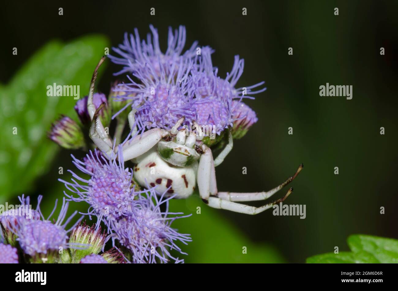 Whitebanded Crab Spider,  Misumenoides formosipes, lurking in Blue Mistflower, Conoclinium coelestinum Stock Photo