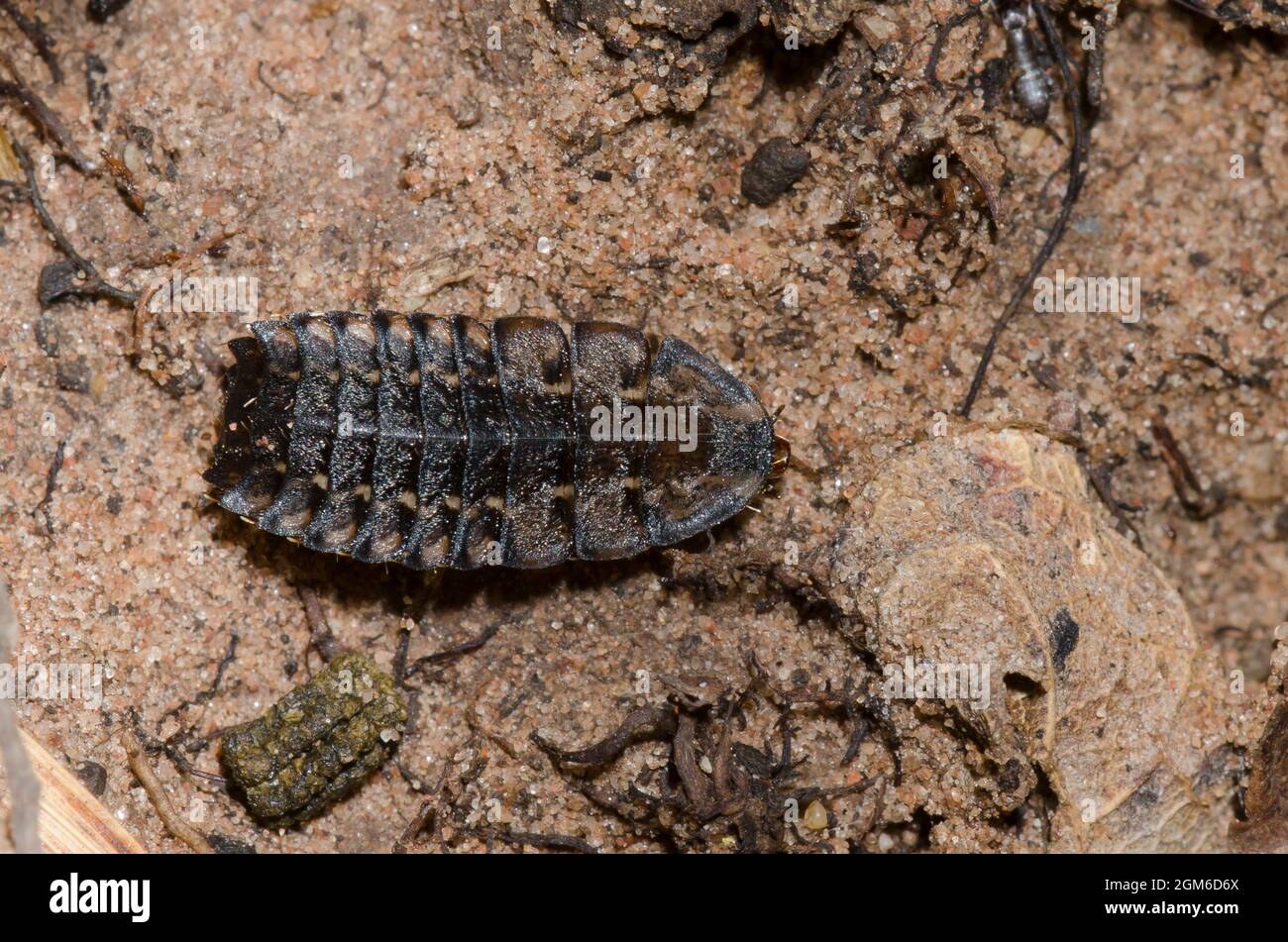 Firefly, Family Lampyridae, larva Stock Photo