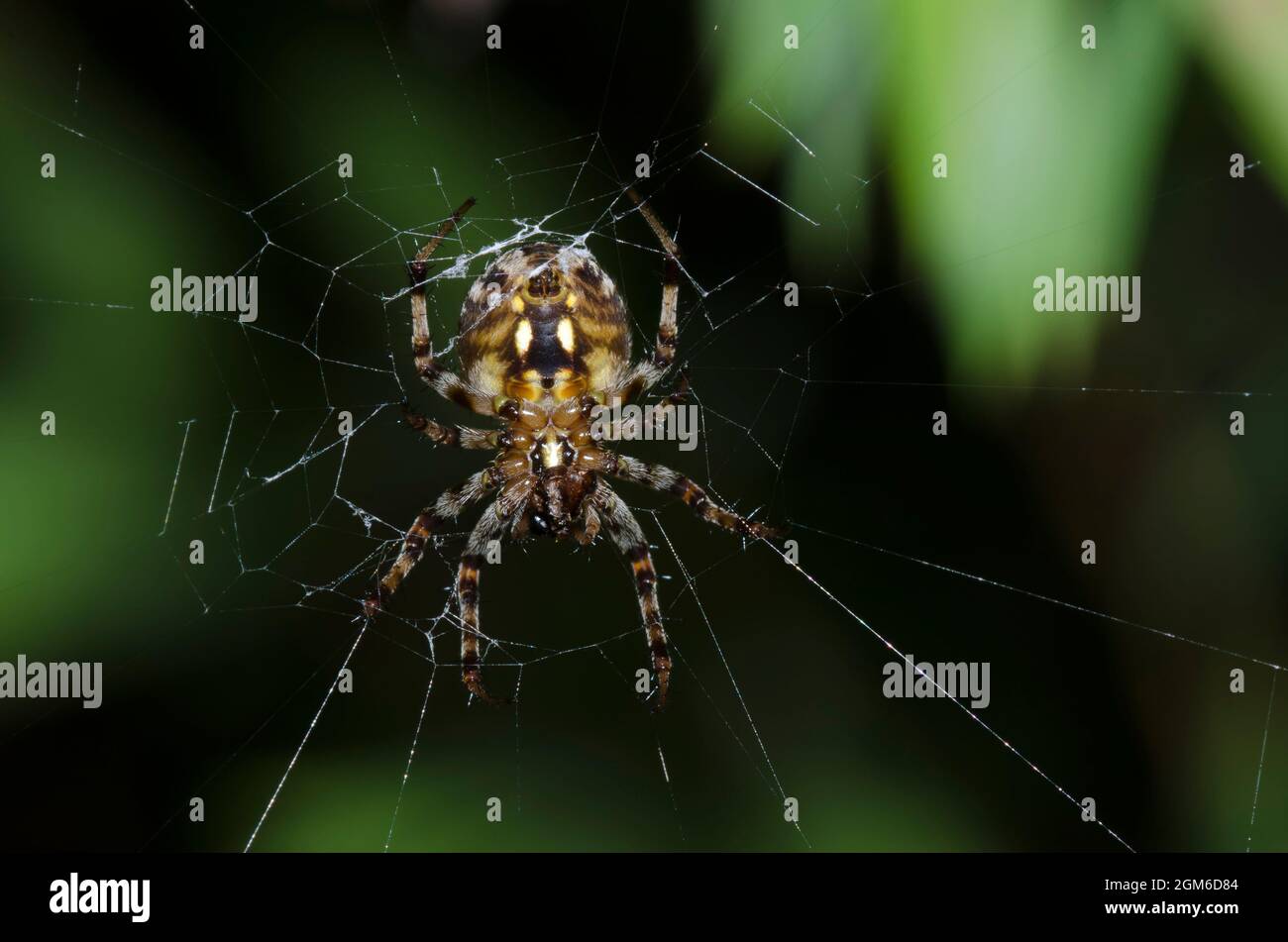 Spotted Orbweaver, Neoscona sp.  Photographed at night. Stock Photo
