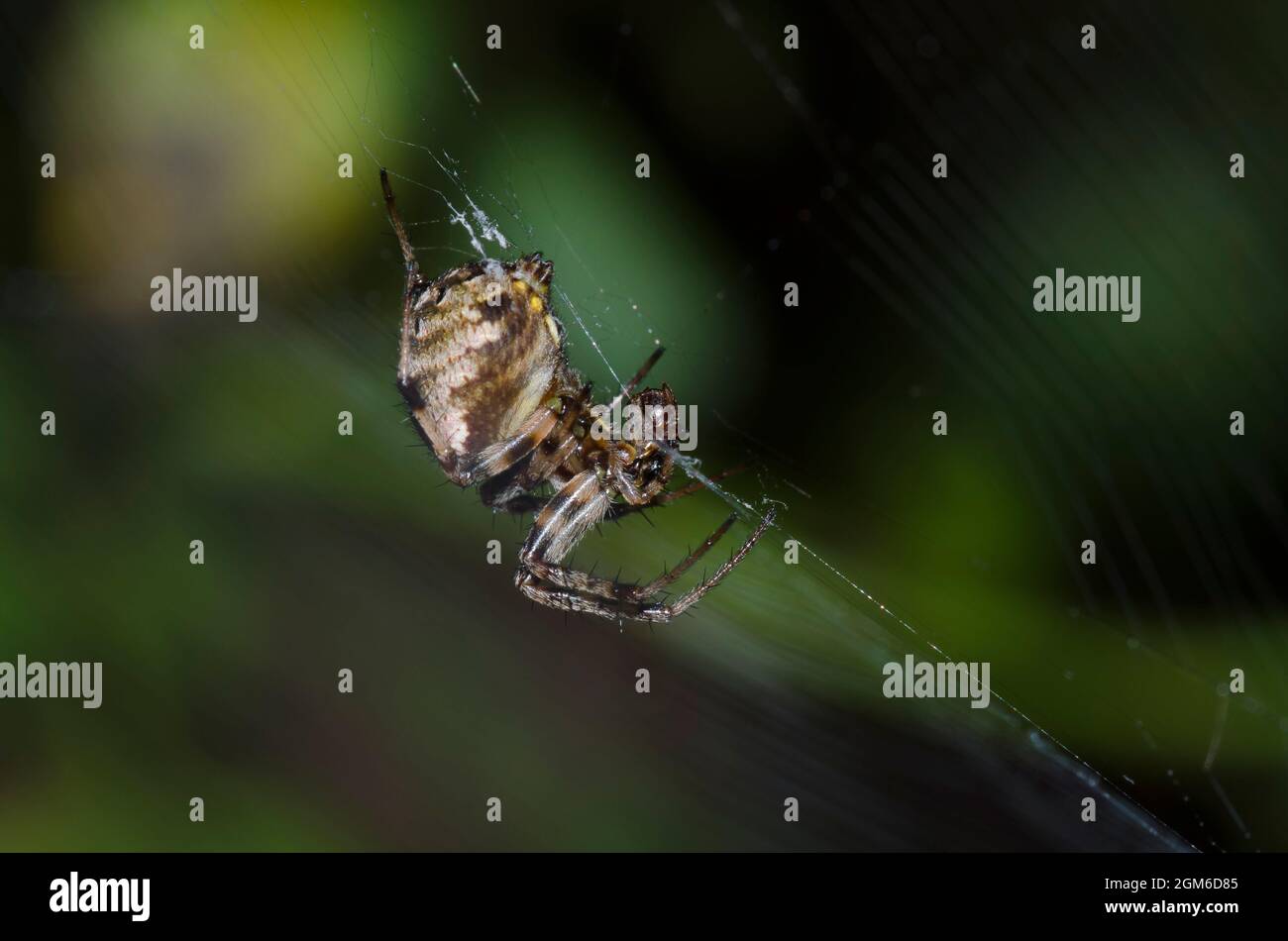 Spotted Orbweaver, Neoscona sp.  Photographed at night. Stock Photo