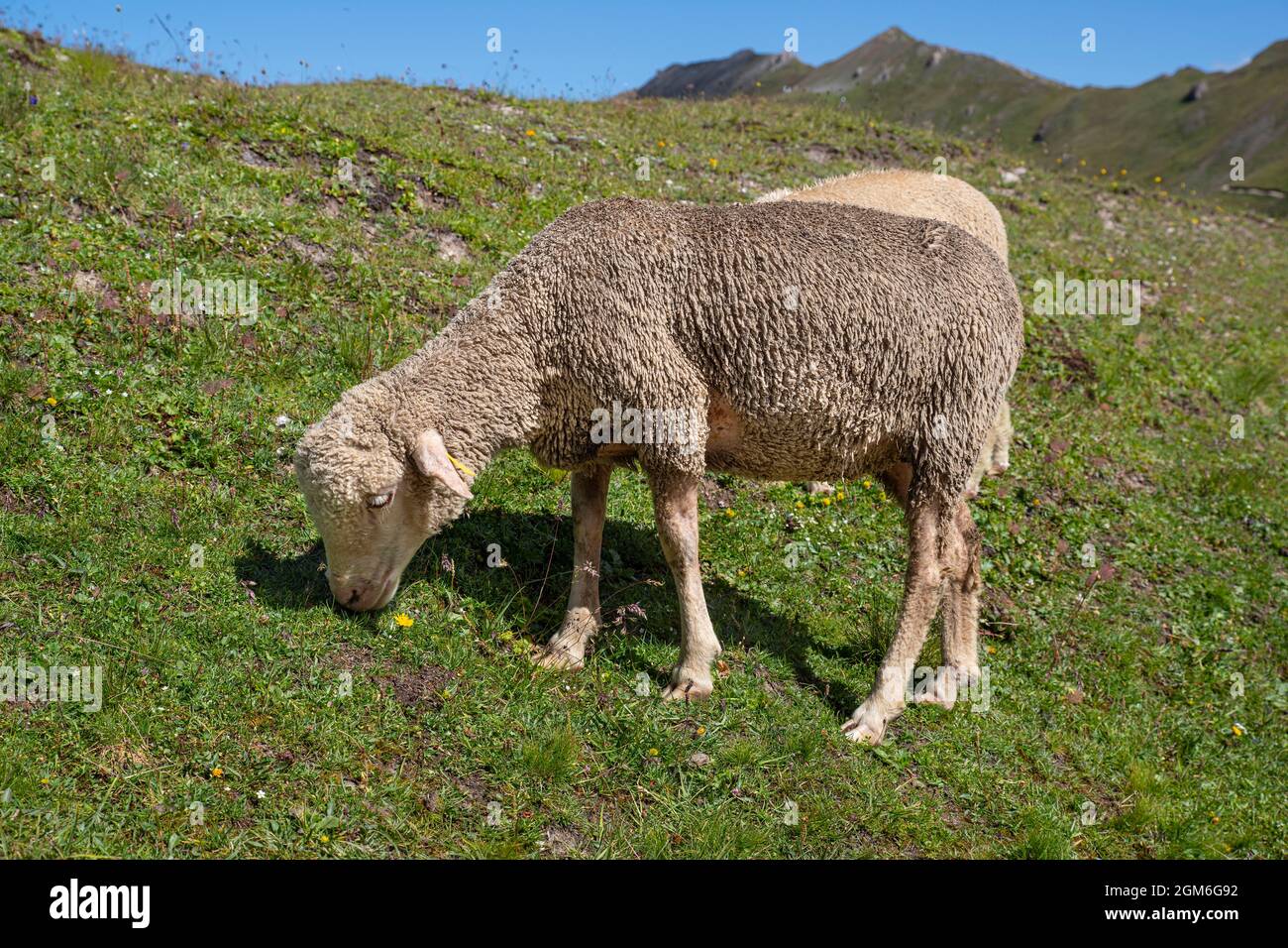 A flock of sheep in a mountain meadow in the Alps in France Stock Photo ...