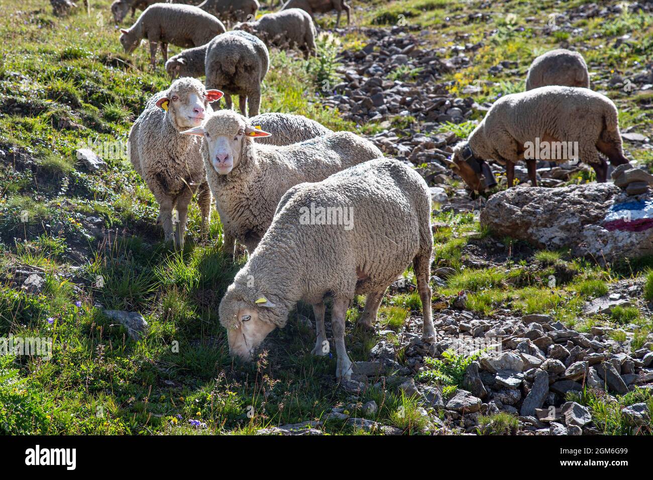 A flock of sheep in a meadow Stock Photo - Alamy