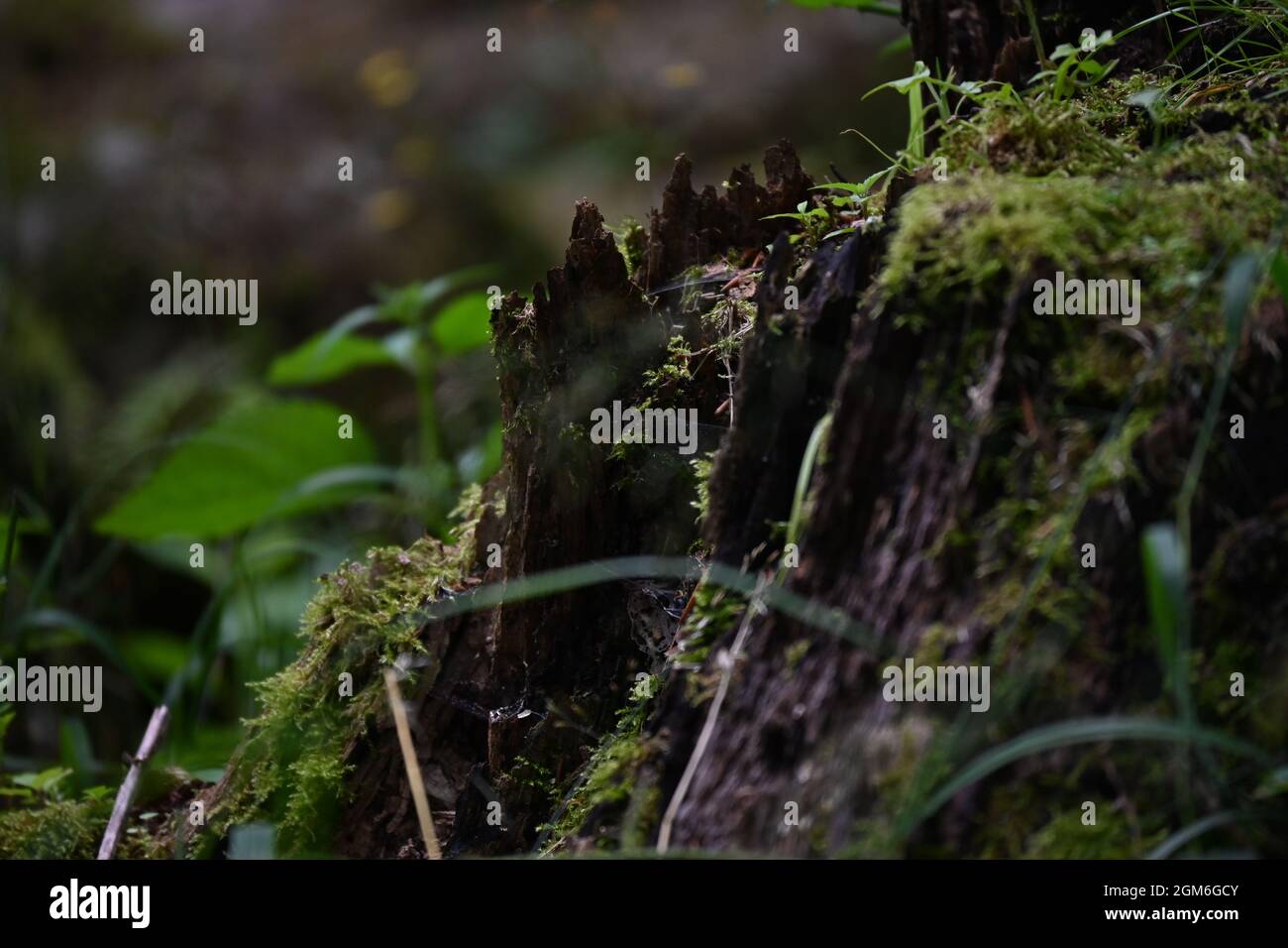 Natur im Wachstum Stock Photo
