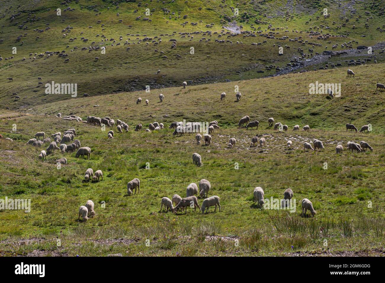 A flock of sheep in a mountain meadow in the Alps in France Stock Photo ...