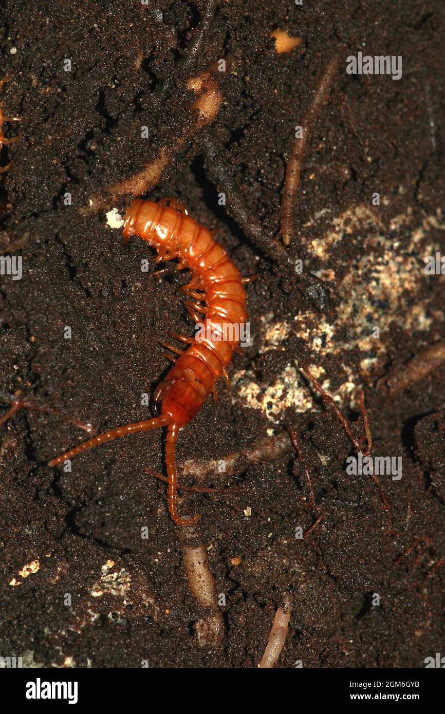 Soil centipede (Geophilomorpha ) Stock Photo