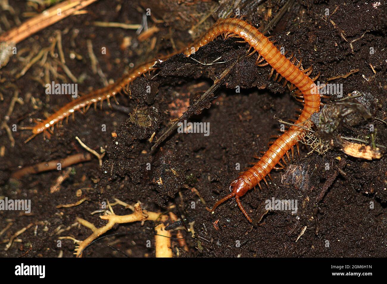 Soil centipede (Geophilomorpha Stock Photo - Alamy