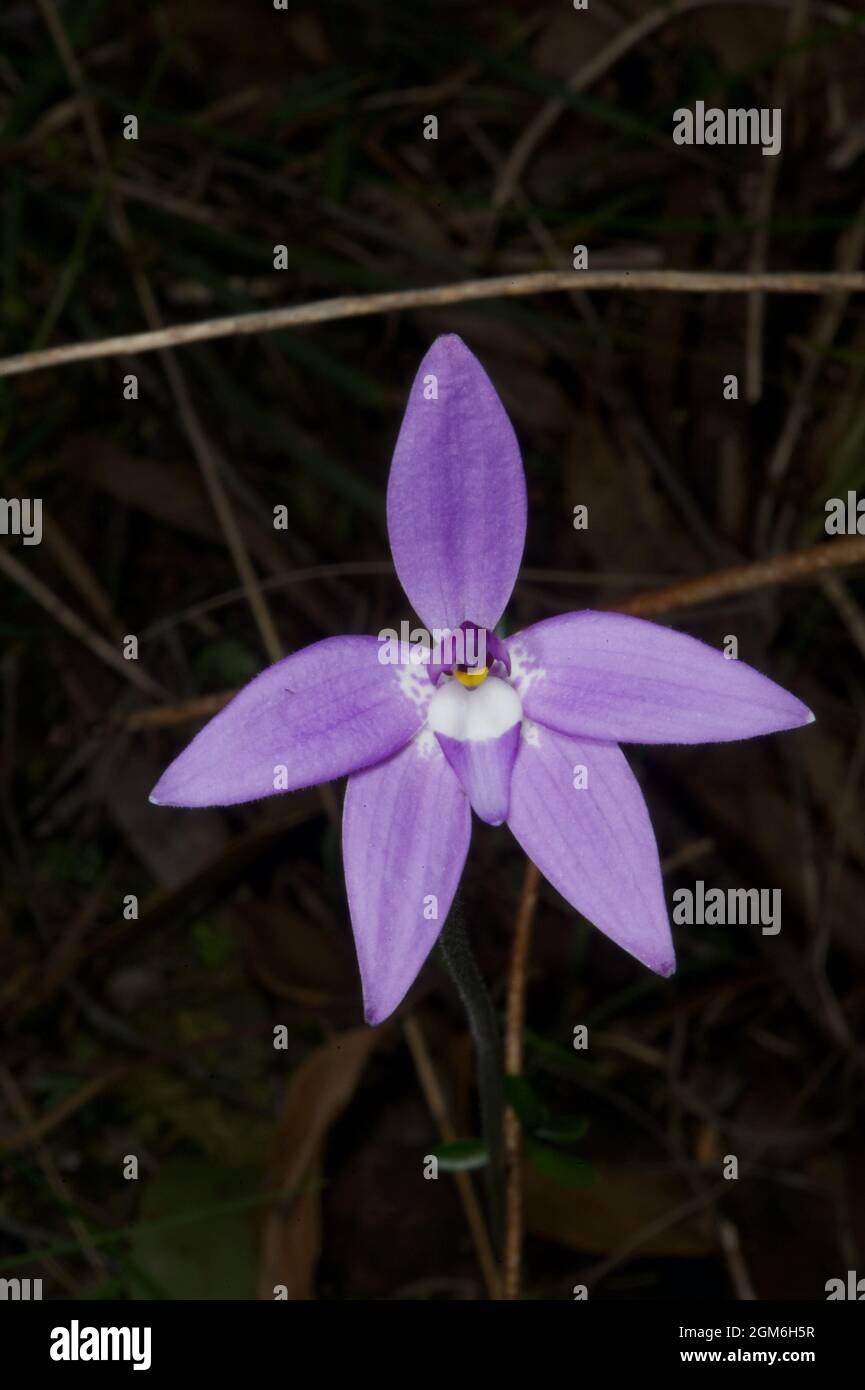 A solitary Wax Lips Orchid (Glossodia Major) showing off its purple glory at Hochkins Ridge Flora Reserve in Croydon North, Victoria, Australia. Stock Photo