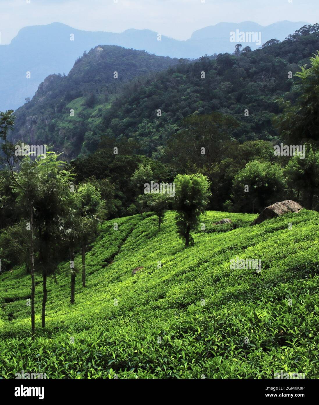 green tea garden of coonoor near ooty in tamilnadu, india Stock Photo