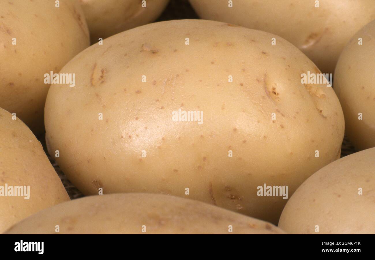 POTATOES 'COLIBAN' SOLANUM TUBEROSUM. SOLANACEAE Stock Photo Alamy