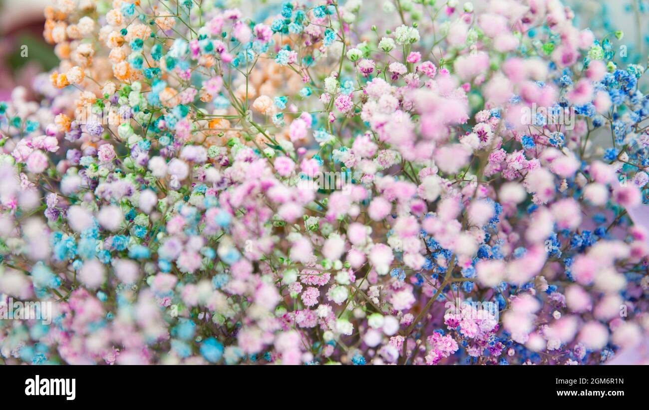 a bouquet of multicolored gypsophila, close-up with a blurry background. selective sharpness. as a background for the designer. Stock Photo