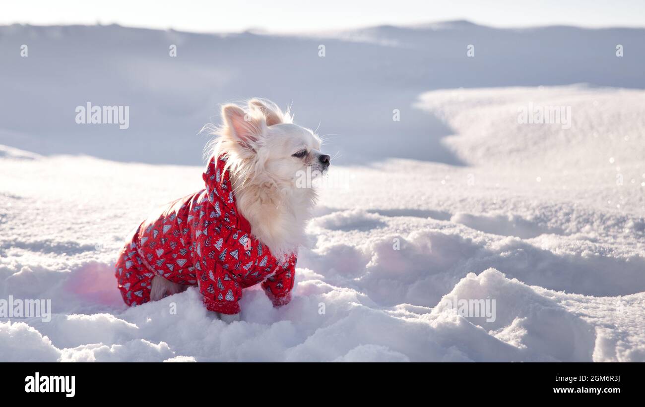 Chihuahua dog walks in winter. Puppy in a jacket in the snow. dog in a winter jacket. Stock Photo