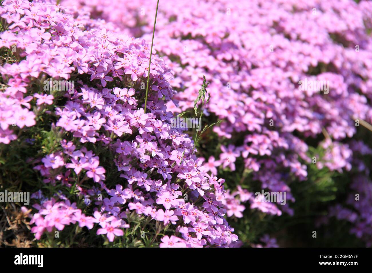 Splendid blooming phlox flowers Stock Photo