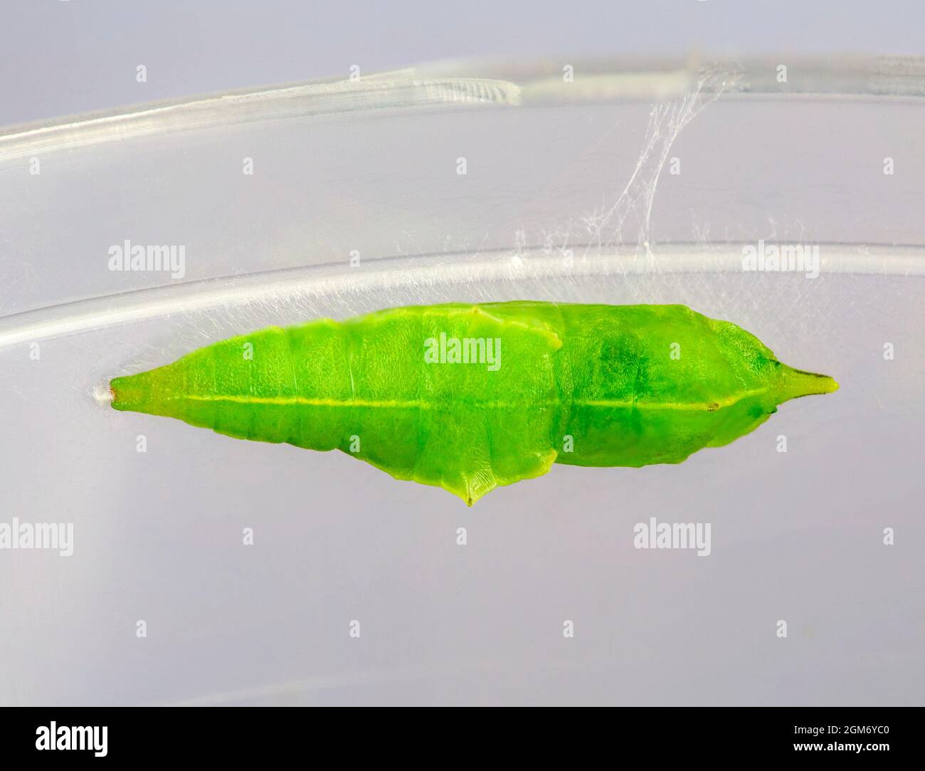View of the green chrysalis of the Cabbage White Butterfly life cycle