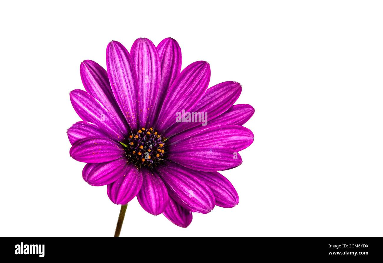 African Daisy Osteospermum Soprano Purple flower, a bushy, evergreen, tender, perennial with a rich lavender purple colour adorned with sapphire blue Stock Photo