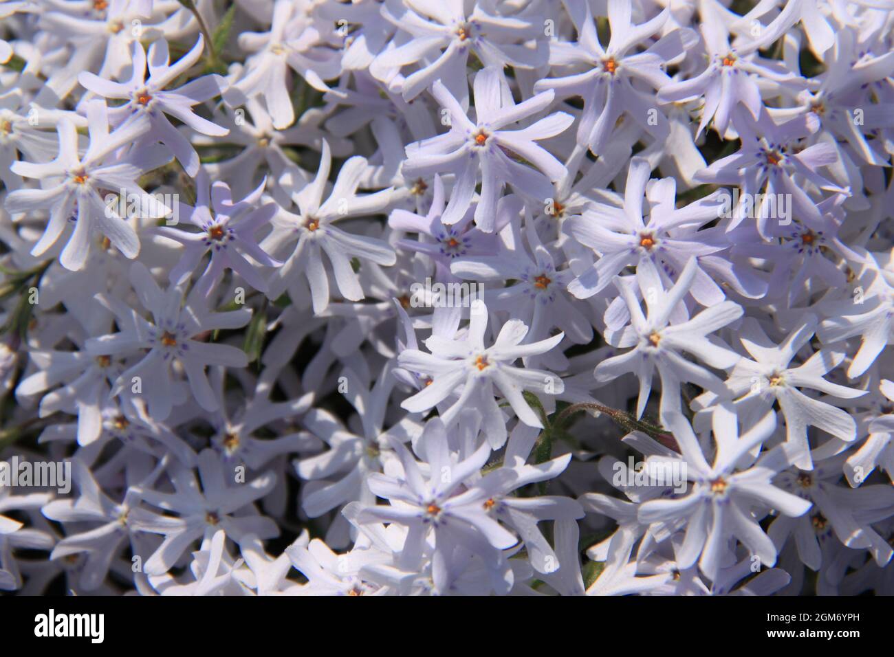 Splendid blooming phlox flowers Stock Photo