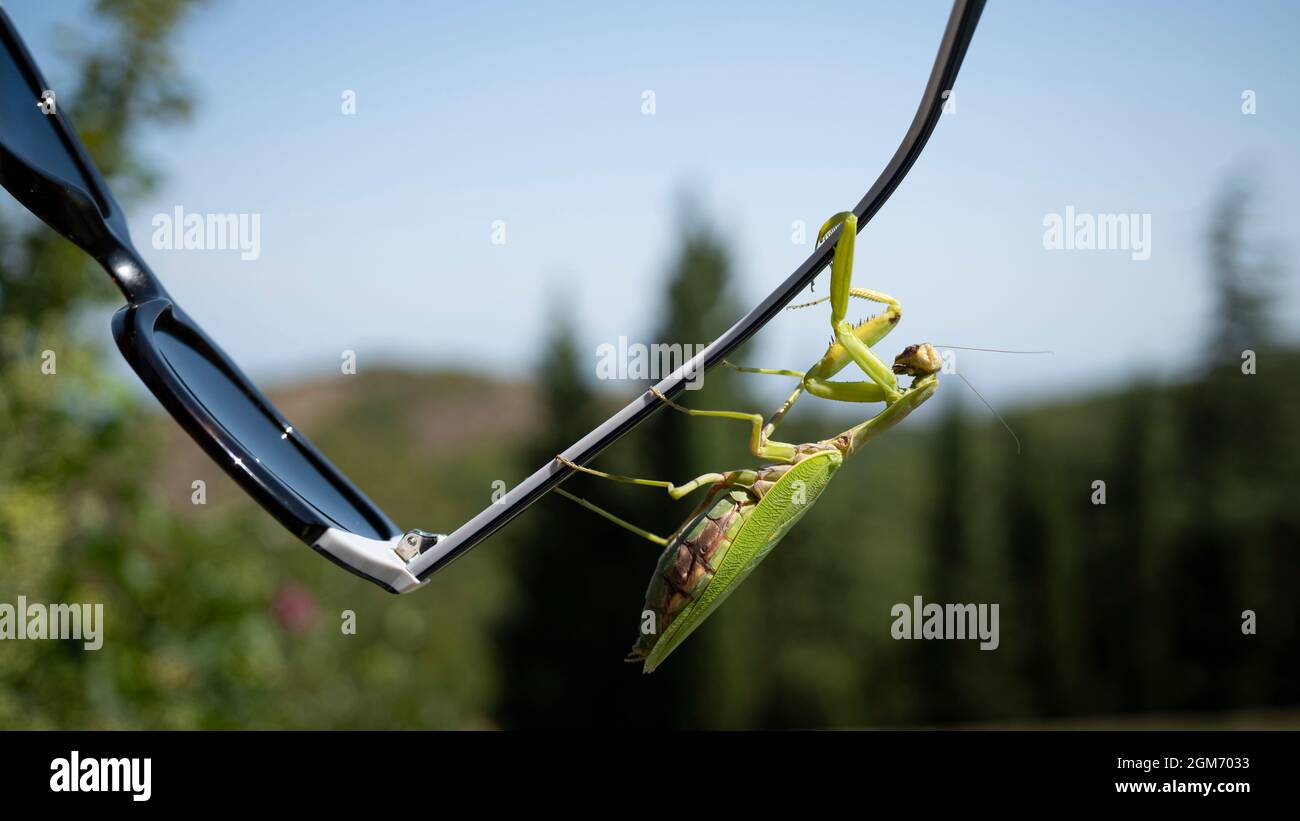 Prying Insect Praying mantis in natural habitat. An insect caught on the arch of his ...