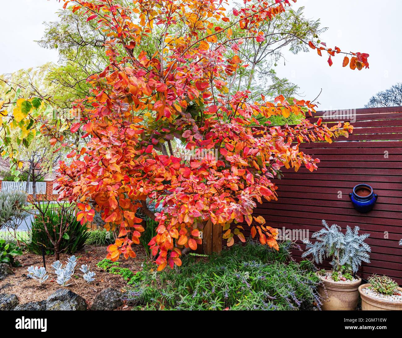 Smokebush grace, Cotinus Coggygria with it's colourful autumnal foliage is a feature in this Melbourne suburban garden. Stock Photo
