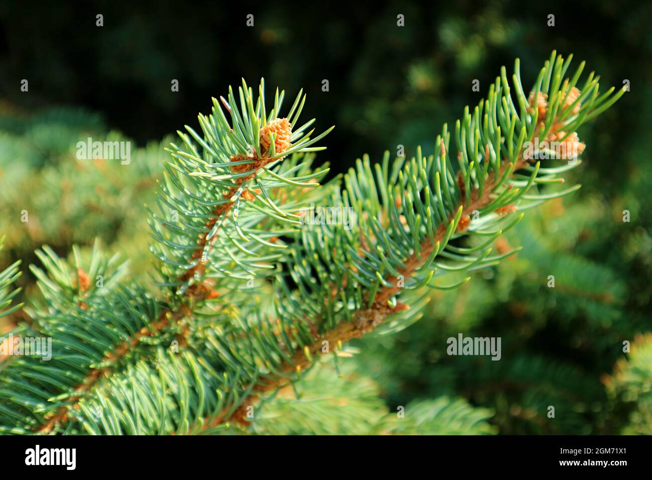 Closeup Branches of Fir Tree in the Sunlight Stock Photo - Alamy