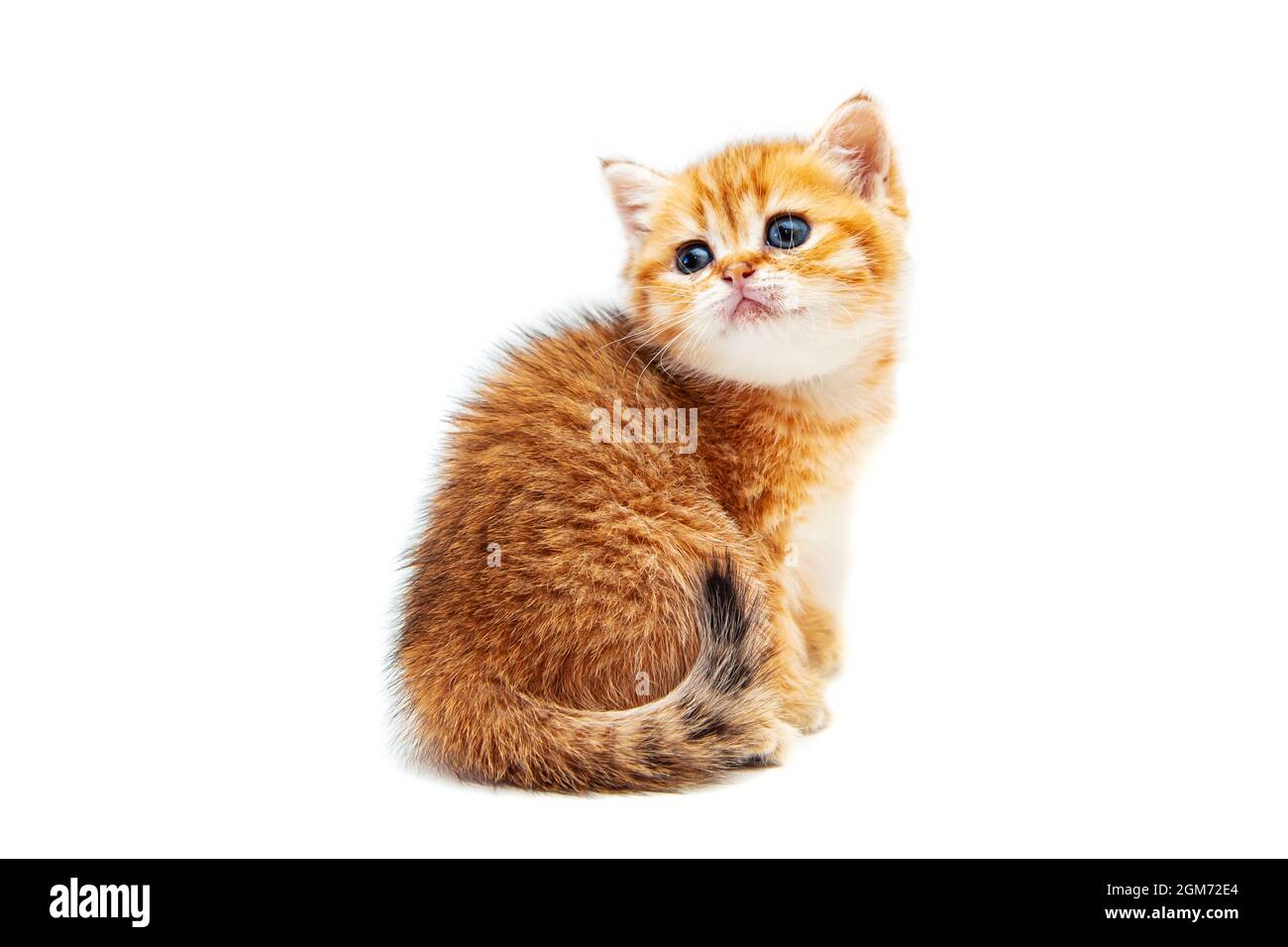 Funny ginger British shorthair kitten. Isolated on white Stock Photo ...