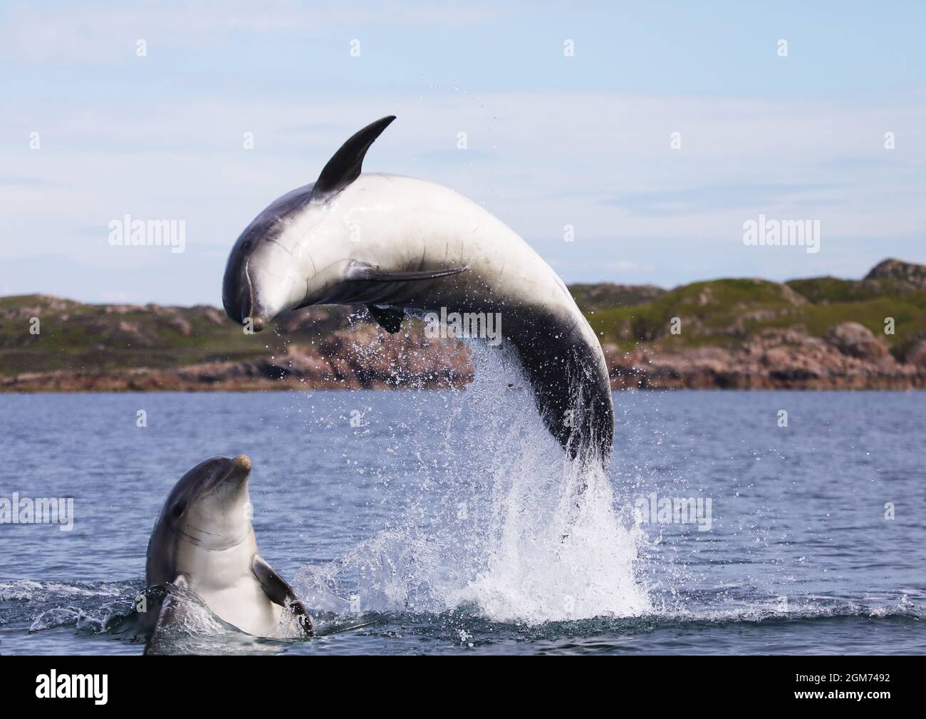 Bottlenose dolphins leaping in the Sound of Iona with the Isle of Mull in the background, Scotland Stock Photo