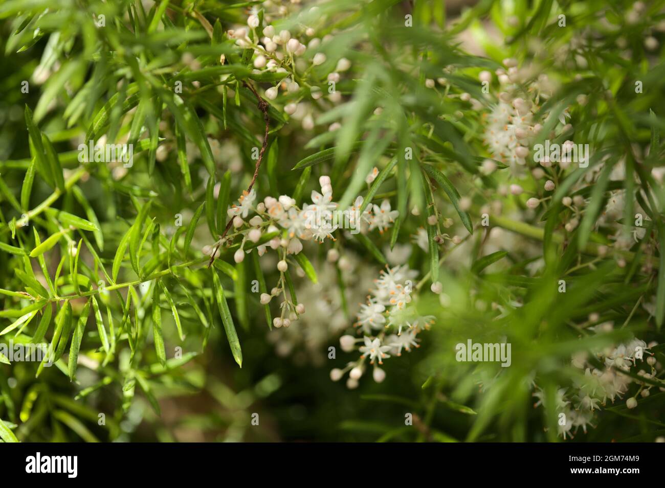 Small white flowers of Asparagus densiflorus, the asparagus fern