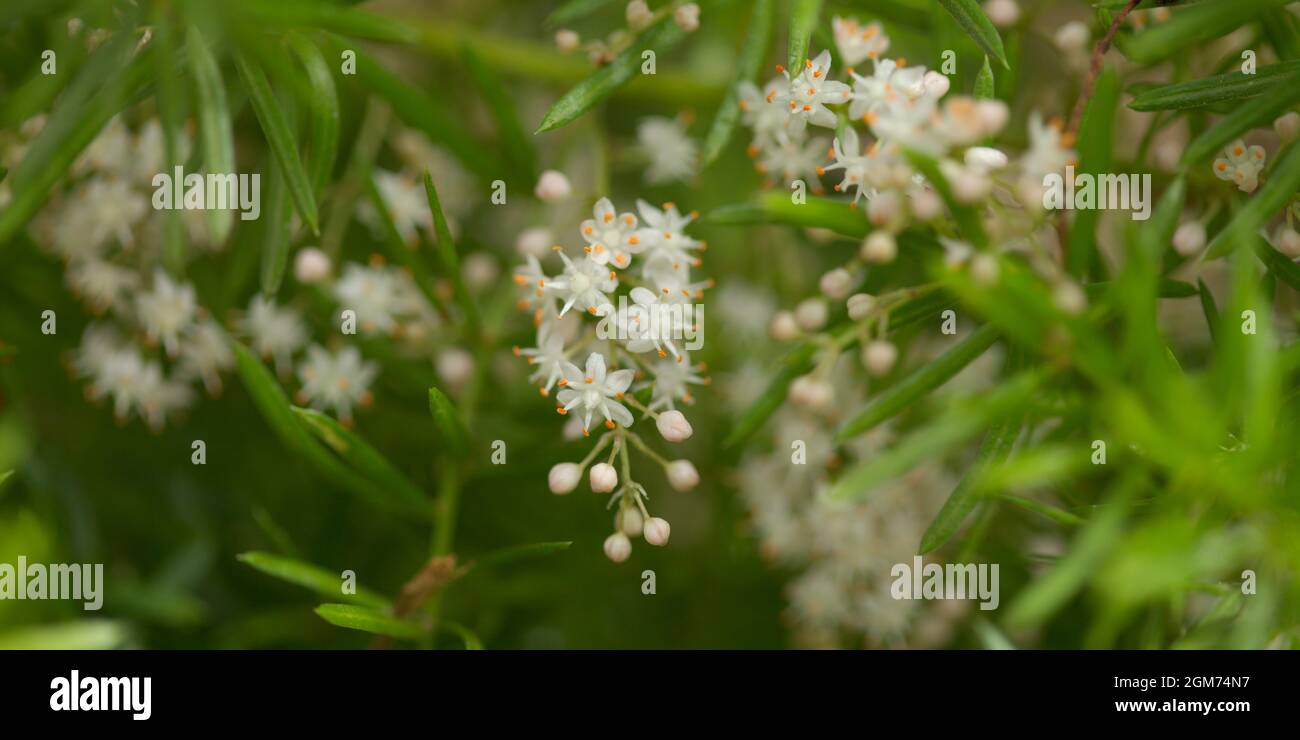 Small white flowers of Asparagus densiflorus, the asparagus fern, natural macro floral