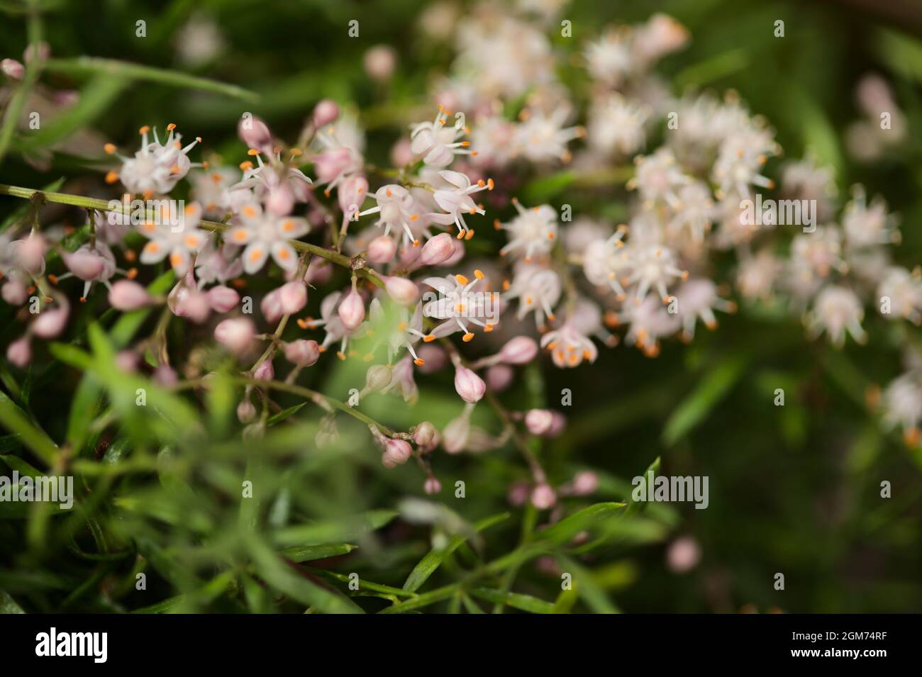 Small white flowers of Asparagus densiflorus, the asparagus fern