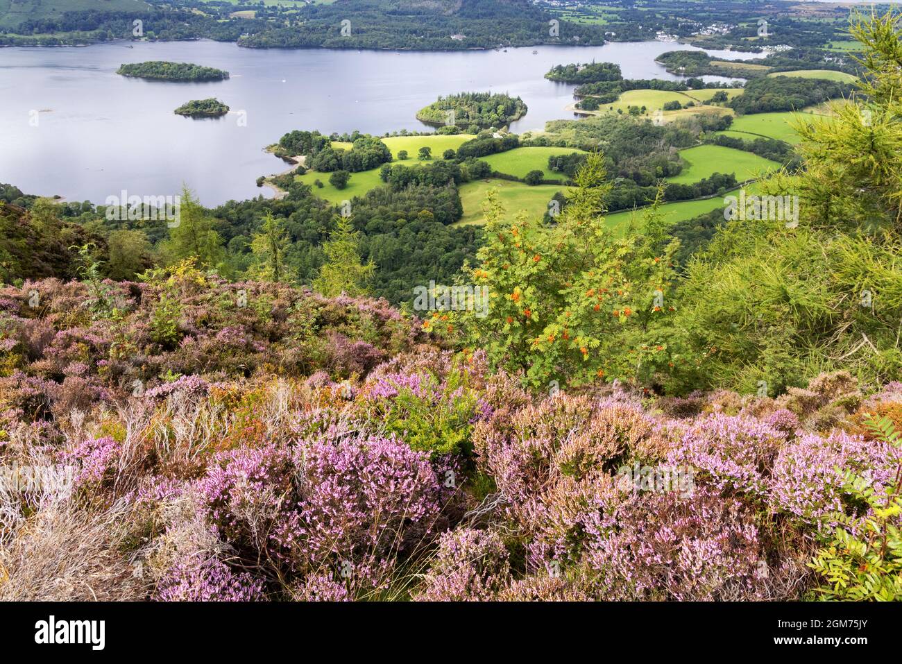 Lake District landscape - England countryside; Derwentwater lake in summer with heather in bloom, seen from Walla Crag, Cumbria UK Stock Photo