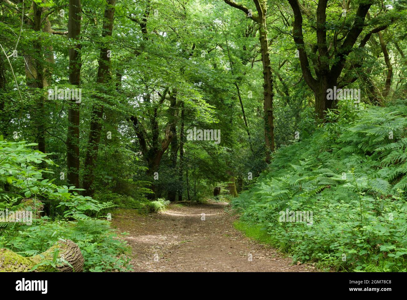Bridle path through Gallox Wood at Dunster in the Exmoor National Park, Somerset, England. Stock Photo