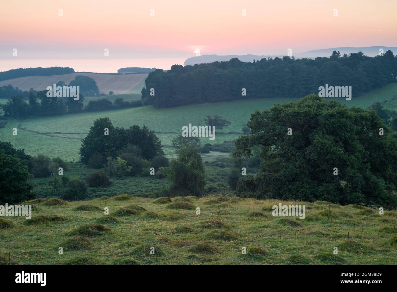 Anthills from the Yellow meadow ant (lasius flavus) in Dunster Park at sunrise, Somerset, England. Stock Photo