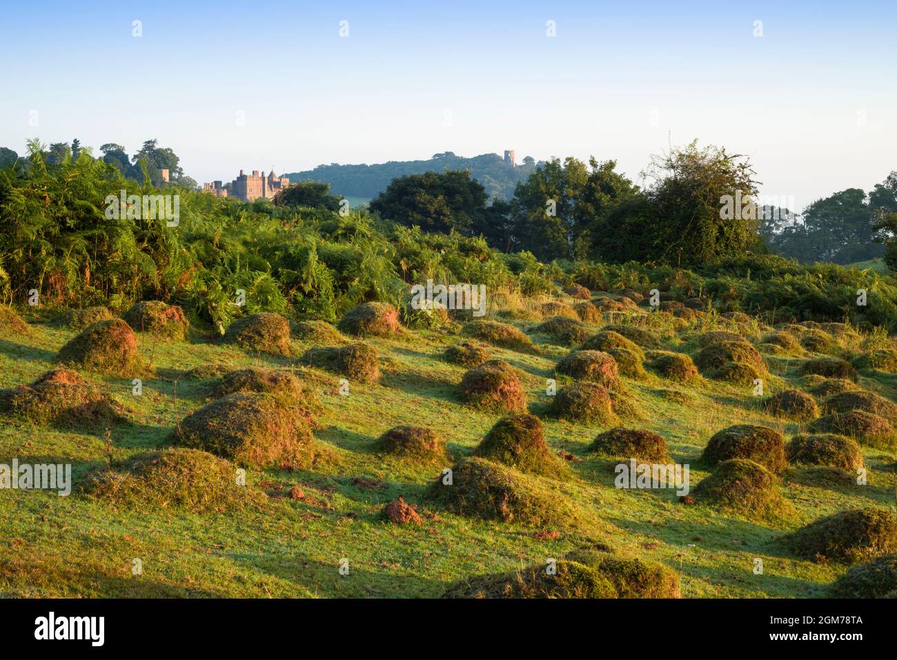 Anthills from the Yellow meadow ant (lasius flavus) at Dunster Park with Dunster Castle beyond, Somerset, England. Stock Photo