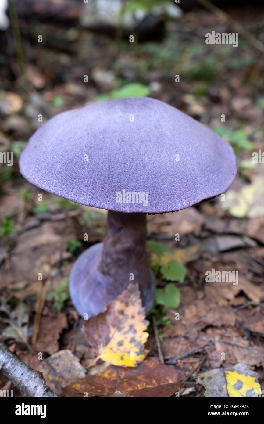Cortinarius violaceus, known as the Violet Webcap or Violet Cort fungus fruit body Stock Photo