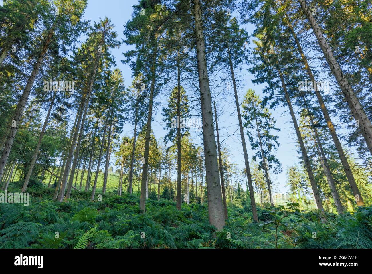 A conifer plantation at Dunster Park on the edge of the Exmoor National Park, Somerset, England. Stock Photo