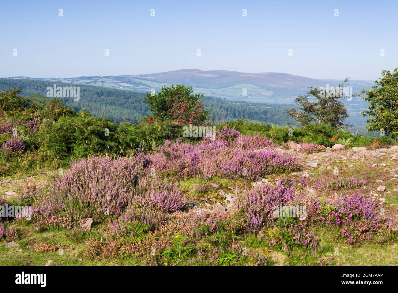 Common heather growing at Bat’s Castle iron age hillfort at Dunster Park with Dunkery Hill beyond. Exmoor National Park, Somerset, England. Stock Photo