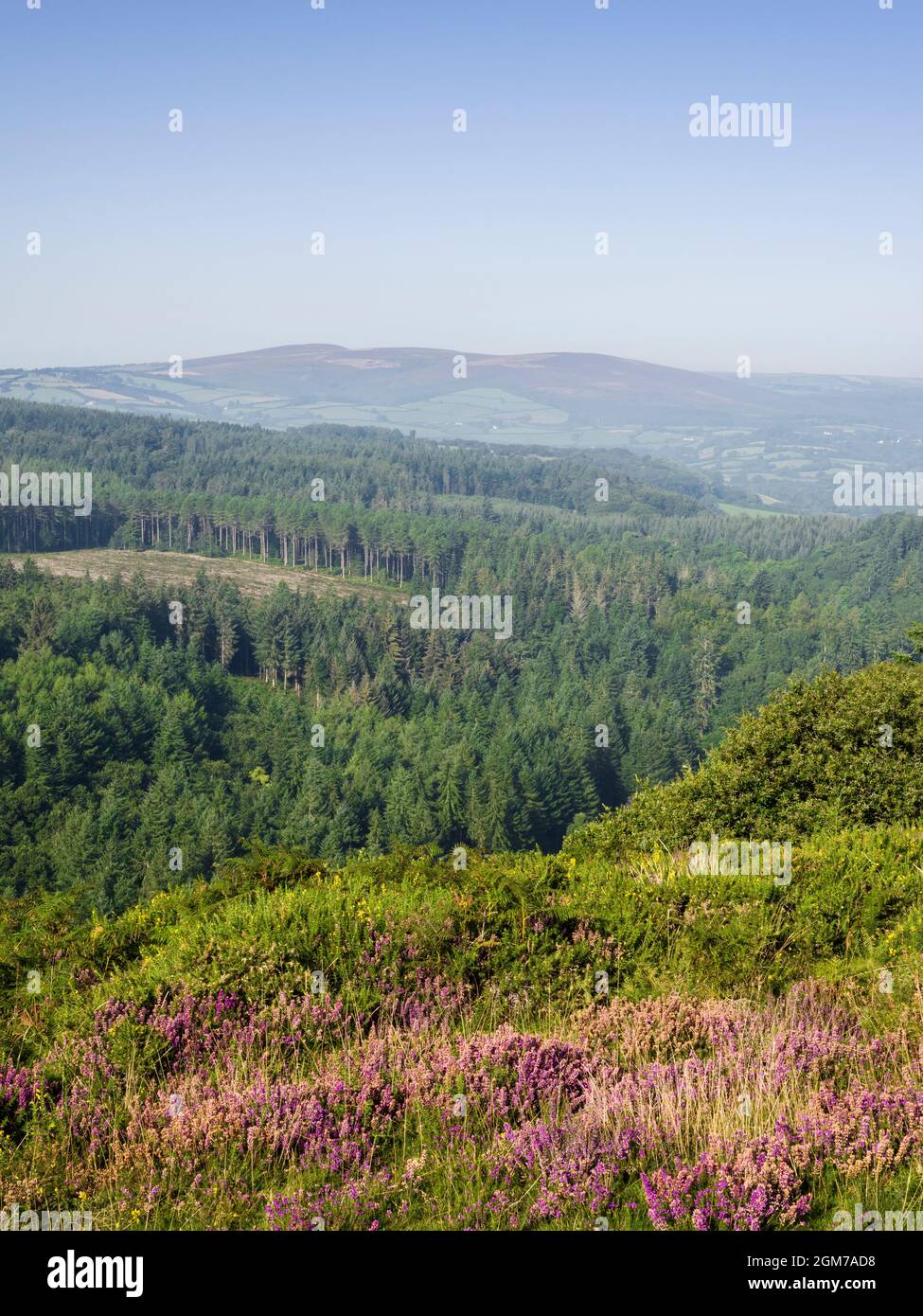 View over forest plantation from Bat’s Castle iron age hillfort at Dunster Park with Dunkery Hill beyond. Exmoor National Park, Somerset, England. Stock Photo