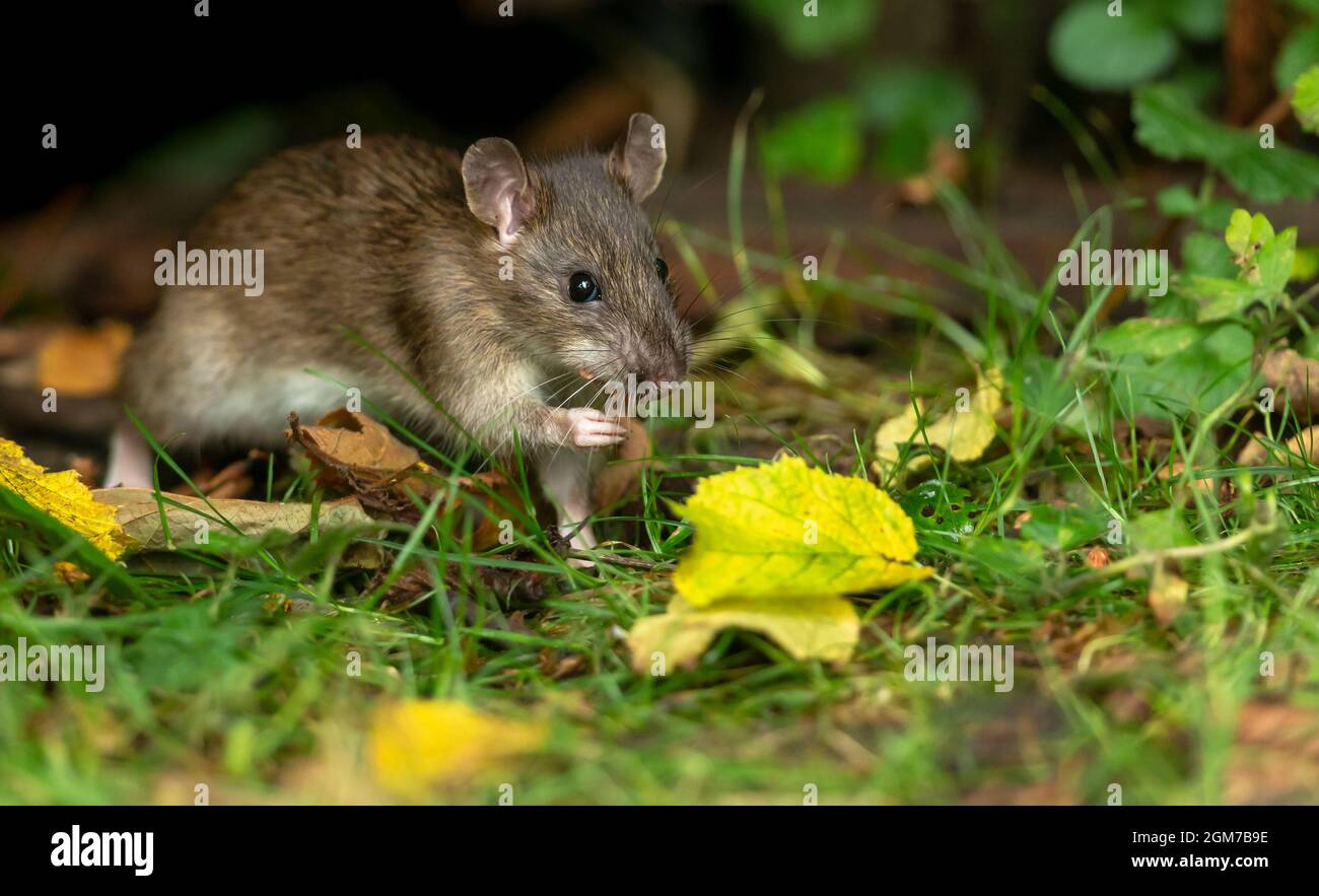 Close up of a wild brown rat in Autumn foraging and eating seeds in natural woodland habitat.   Facing right.  Horizontal.  Copy space.  Scientific na Stock Photo